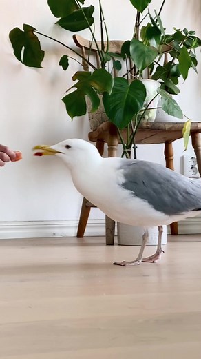 The Truth Behind Sea Chickens Revealed