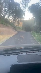 A family of baby coyotes, what a cute sight! 😍🐺❤️ #reelsviralシ #wolfdogpuppy #wolfdogcommunity #dogphotography #wolftattoo #wolfcreek #wolf #dogoftheday #wolfpack #wolfdogsofinstagram | Wolf Lovers
