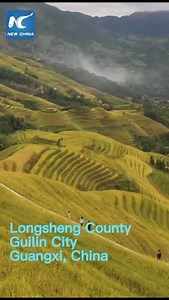 11K views · 565 reactions | Aerial view of terraced rice fields in China's #Guangxi during #harvest season | FlyOverChina | Facebook