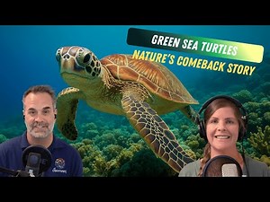 How We Saved the Green Sea Turtle from Extinction