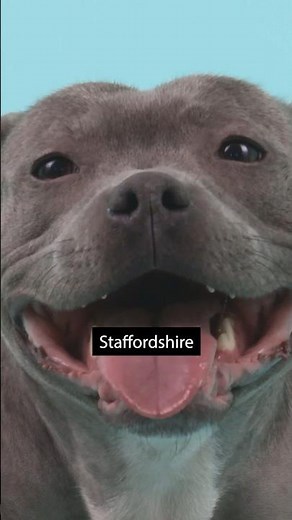 Staffordshire Bull Terrier Breed Info #dogbreed #staffordshirebullterrier #dogs