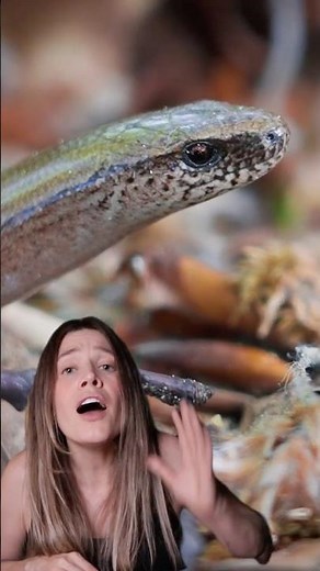 Snake or Lizard? This Herpetology Fact Sounds UNREAL #snakesonsam