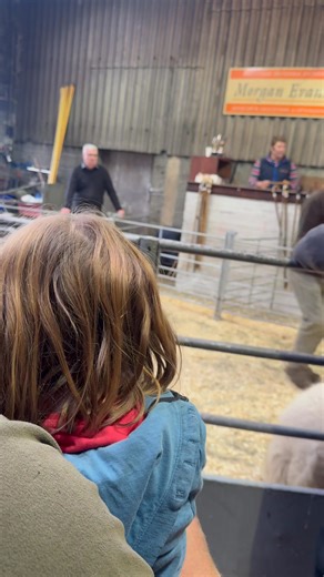 Here we go Defaid Mynydd Cymreig / Welsh Mountain Sheep | Gareth Wyn Jones