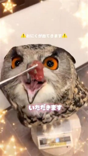 もぐもぐふくろう🦉🍗Eating Owl #owlvillage #owl #cute #ふくろう #癒し #kawaii #ふくろうの里 #birds