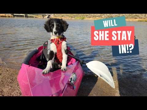 How to Train Your Dog to Kayak or Paddleboard (Step-by-Step)