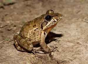 Gray's stream frog - Alchetron, The Free Social Encyclopedia