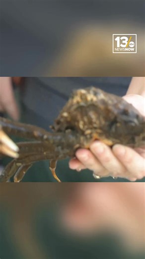 Reporter Alex Littlehales spoke with the Elizabeth River Project today at Harborfest. And, well, we forgot to ask if he was scared of crabs beforehand. | 13News Now - WVEC