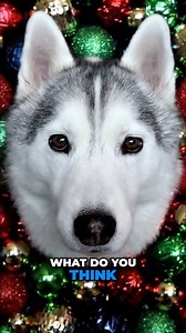 Throwing it back to 2020 when the Huskies ran the North Pole! ❄️ We built this DIY ornament booth for the ultimate Christmas card look, and let’s just say... some were more cooperative than others. Proof that you don't need a professional studio to capture the holiday magic! | Gone to the Snow Dogs