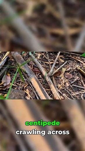 Found a Giant Centipede in Thailand Bamboo Forest #thailand #nature #wildlife