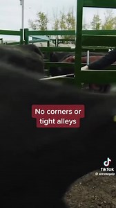 37K views · 515 reactions | Handy cattle sorting system. Our cattle might not be this calm 蘿藍藍藍 | Gareth Wyn Jones | Facebook