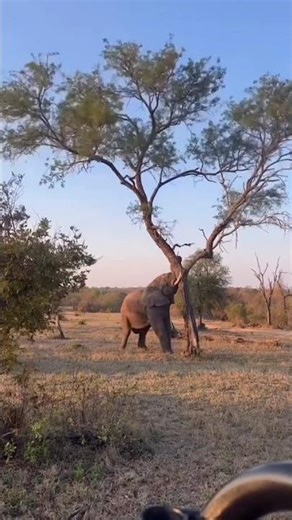 elephant attack tree 🌴