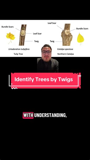 No leaves? No problem. Bud placement and leaf scars are reliable clues for identifying trees year round. #creatorsearchinsights #stemtok