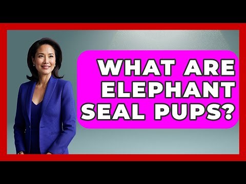 What Are Elephant Seal Pups? - The Wild Life Explorer
