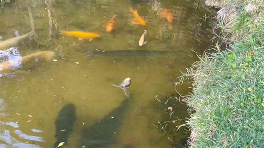 My pet fish vs giant pond predators