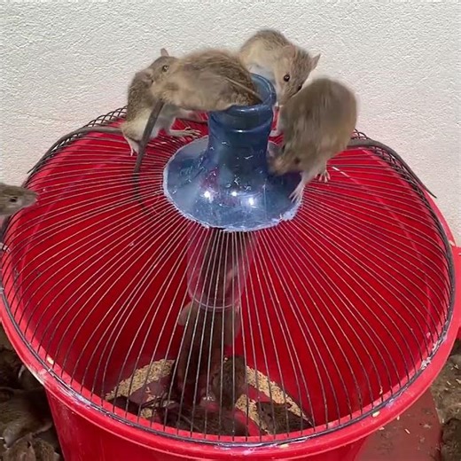 Mouse trap with plastic bucket - Make a mousetrap yourself - How to catch mice