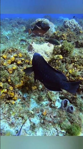 Midnight Parrotfish