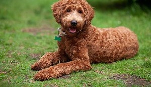 Labradoodle Prices in 2024: Purchase Cost, Vet Bills, and More!