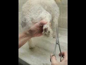 How to trim a dogs paws & nails, MaltiPoo, dog grooming from home, no restraints
