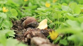 L'escargot Mange Une Pomme. Ravageur Banque De Vidéos - Video of helice, part: 246373526