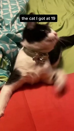 Ultimate Guide to Cat Care: Tips for Pet Owners