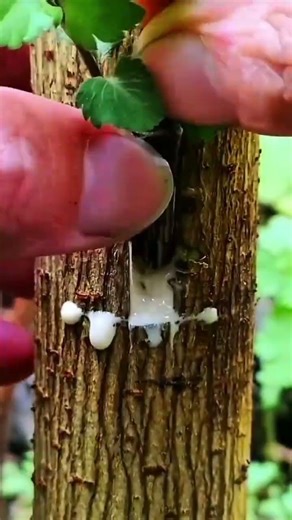 Artificial Vegetative Reproduction By Grafting Tree Buds On Bark