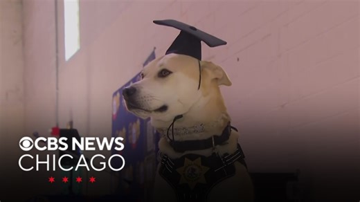 First class of therapy dogs in Tails of Redemption program graduate