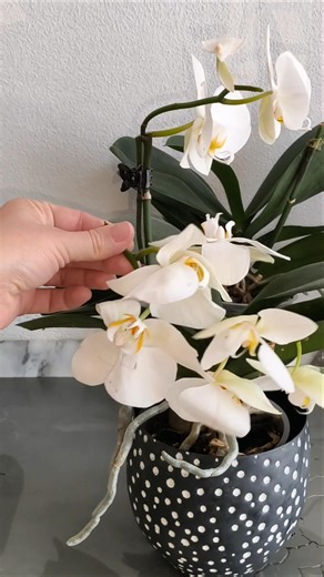 I broke the Phalaenopsis orchid stem 🌿#orchid #shorts