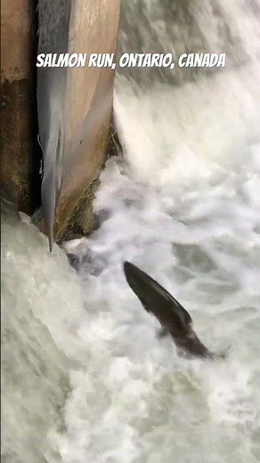 Salmon run: tries to run fish ladder in dam #canada #fishingvideo #salmonfishing #낚시