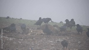 Common raven feeds on a dead cow in a fog Stock Video