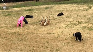 5.5M views · 11K reactions | Emma always has new tricks to try. Celt, Roy and Lass | The Quack Pack USA | Facebook