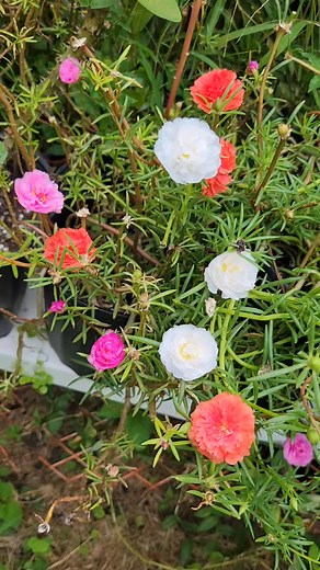Vellas alas once ho mañanitas ho portulacas | Nora Velasco