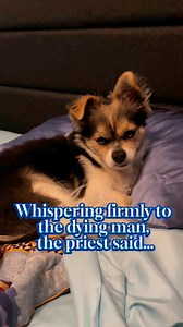 234 reactions · 36 shares | The dying man #toby #petsofinstagram #chihuahua #dog #petcare #shichi #pet #furbaby #doglife | El-Toby Thompson | Facebook