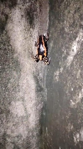 The Toxic Banded Rubber Frog 🐸 (Watch its feet!) #nature #shorts"