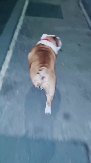 The time I did the "Hide from your dog" challenge 🫣😅 #bulldogpabs #pabloscared | BulldogPabs