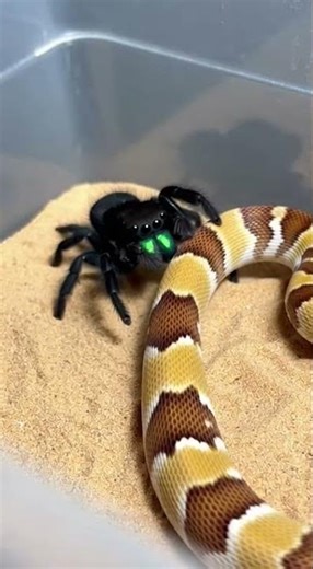 Snake vs Spider 🐍🕷️ Ultimate Predator Showdown. Venom vs Agility