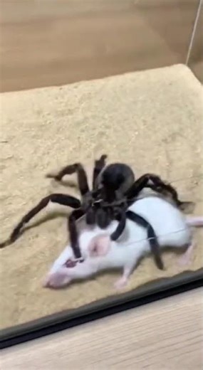 Spider vs Mouse | Nature’s Unexpected Moment 🕷️🐭