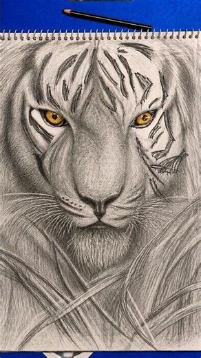 Pencil Drawing Tiger | Animal Easy Drawing | Animal Sketch | Tiger Drawing Easy #drawing #shorts