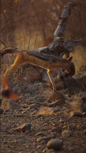 Power fully hit bow coyote down #охота #hunting #deerhunting #huntinglife #wildlife