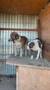 CARDEA & LEVY - November 2025