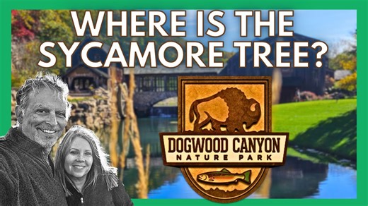 Unmasking Dogwood Canyon: The mystery behind the sycamore trees