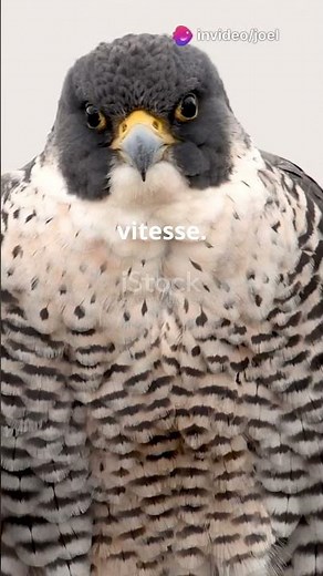 Découvrez le Faucon hobereau en 60 secondes !