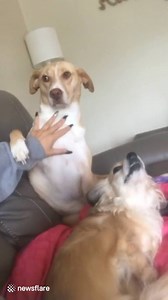 449K views · 9.7K reactions | "Pay attention to me, hooman"  | VT | Facebook