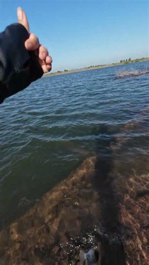 Continue fishing for tilapia #shorts #fishing