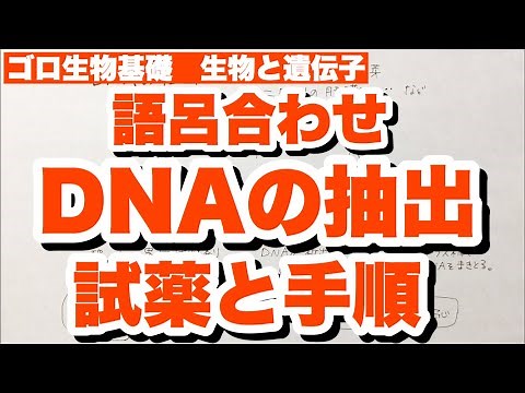 【DNAの抽出方法の覚え方】試薬と手順 タンパク質分解酵素の語呂合わせ DNAの帯電、電気泳動での移動方向も！ 生物と遺伝子 ゴロ生物基礎