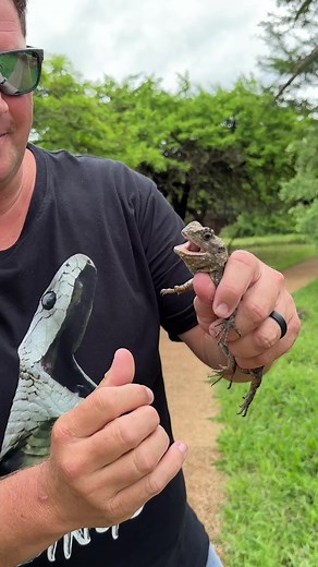 19K views · 253 reactions | How is this lizard Duiker Game Lodge!!! | Dingo | Facebook