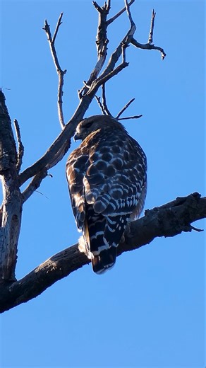 Red-shouldered Hawk 🪶Morning Majesty #redshoulderedhawk