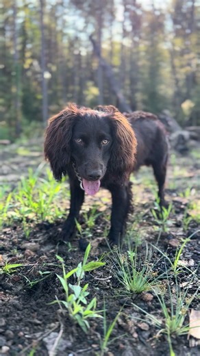 Boykin Spaniel Puppy: Adorable Moments Captured
