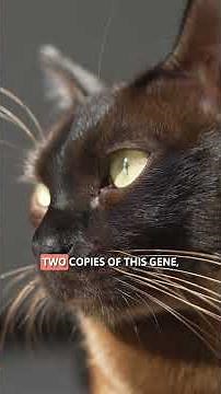 PERSONALITY of BROWN CATS 😻 Their Character Explained!