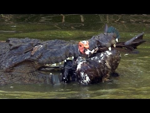 Crocodile attacks Duck 03, Dangerous Animals