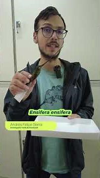 Interesting Facts About Hummingbirds | Unraveling the Biological Tale